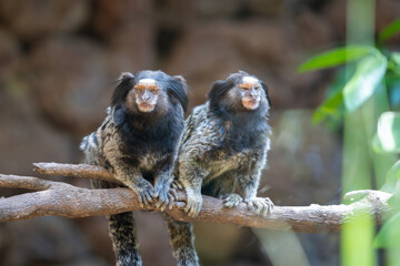 Couple of Black Tufted-ear Marmoset (Callithrix penicillata) 