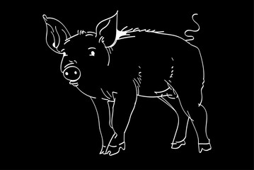 Pig drawn with a white outline on a black background. Piglet drawn with chalk or brush on a black background. Vector graphics. Illustration EPS 10 © Karina