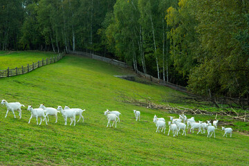 White goats in a meadow of a goat farm. White goats