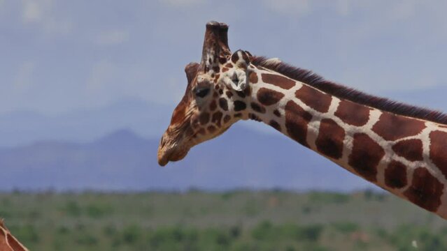 Close up pan shot of a reticulated giraffe (Giraffa reticulata) smelling the urine of a female during midday in Africa.