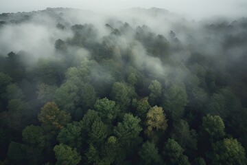 A mesmerizing aerial view of a dense fog-covered forest