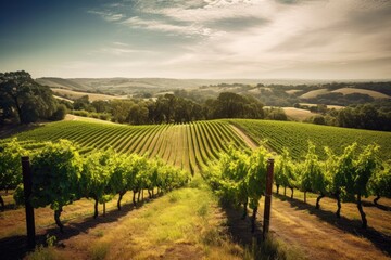 Fototapeta na wymiar An expansive view of a lush green vineyard