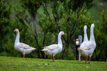 Flock of white goose standing in the natural surrounded. White goose taking a walk on meadow in the farm. Flock of white goose standing on green grass with tree background.