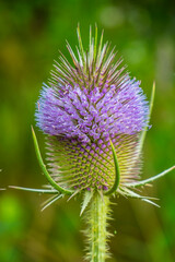 Flowering of the teasel, Dipsacus, Dipsacus sativus. 
Teasel inflorescences fluctuate under. the action of the wind. 
A plant of the subfamily Dipsacoideae of the Honeysuckle family (Caprifoliaceae). 