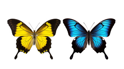 This set of three beautiful tropical butterflies Ulysses with wings spread and in flight is isolated on a white background.