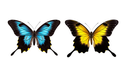 This set of three beautiful tropical butterflies Ulysses with wings spread and in flight is isolated on a white background.