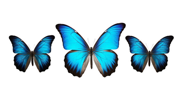 This set of three beautiful tropical butterflies Ulysses with wings spread and in flight is isolated on a white background.