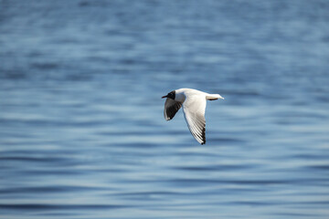 Fototapeta na wymiar Black-headed gull flieis over blue sea water on a sunny day