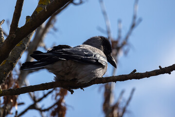 A hooded crow sits on a bare tree branch