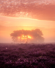 Sunrise at a blooming heather field