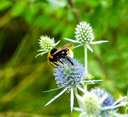 The bumblebee collects nectar from the eryngium or Eringium.