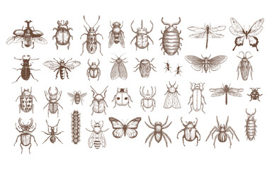 set of realistic bugs vector illustation - obrazy, fototapety, plakaty