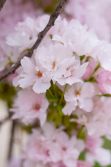 Beautiful sakura flowers in the spring season in the park, flora pattern texture, natural flower background. Selective focus of beautiful branches pink cherry. Spring background 