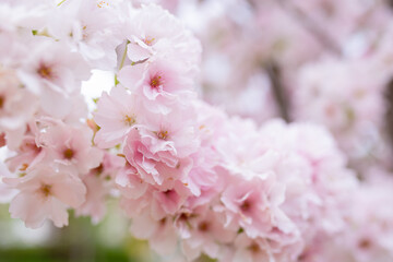 Beautiful sakura flowers in the spring season in the park, flora pattern texture, natural flower background. Selective focus of beautiful branches pink cherry. Spring background 