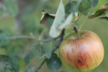 A close up of an apple on a tree
