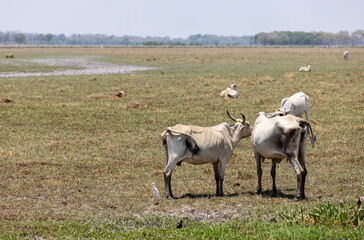 Cattle grazing in the lowlands of Bolivia, Beni department, between Guayaramerin and Trinidad; Traveling and exploring South America