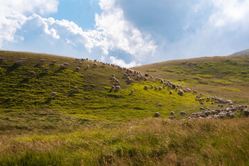 Fototapeta na wymiar Sheep on a pasture on green hill in summer