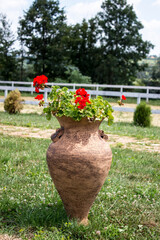 A pot with red flowers in it