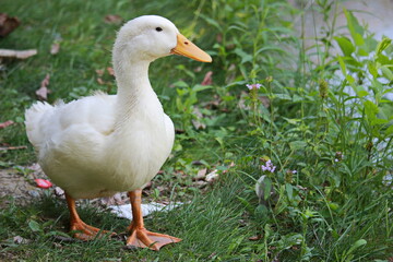 A white duck standing in grass