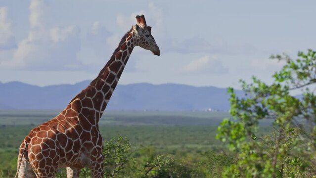 Wide shot pan of a reticulated giraffe (Giraffa reticulata) walking through bushes during the afternoon in Africa.