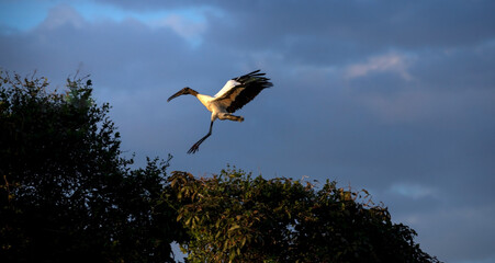 Large wading bird landing. Wood Stork (Mycteria americana).