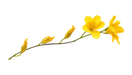 Wandcirkels aluminium yellow flower isolated on transparent background cutout © Papugrat