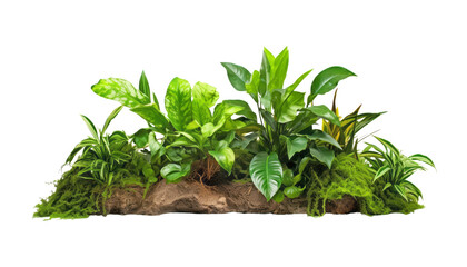 Obraz premium green grass and stone isolated on transparent background cutout