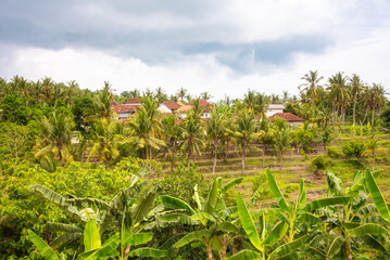 Village houses among tropical forest with palm trees on Bali island, Indonesia