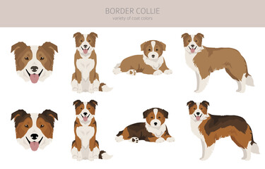Border collie dog clipart. All coat colors set.  All dog breeds characteristics infographic