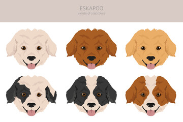 Fototapeta premium Eskapoo clipart. Eskimo dog Poodle mix. Different coat colors set