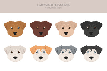 Labrador Husky mix clipart. Labrador Retriever Siberian Husky mix. Different coat colors set