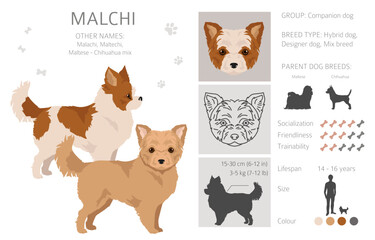 Malchi clipart. Maltese Chihuahua mix. Different coat colors set