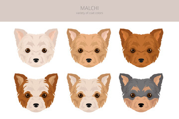 Malchi clipart. Maltese Chihuahua mix. Different coat colors set