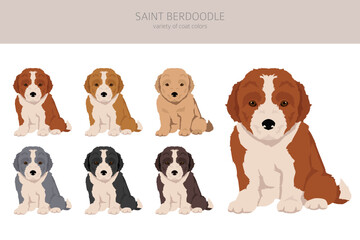 Saint Berdoodle clipart. Saint Bernard Poodle mix. Different coat colors set