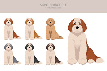 Saint Berdoodle clipart. Saint Bernard Poodle mix. Different coat colors set