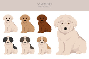 Sammypoo clipart. Samoyed dog Poodle mix. Different coat colors set