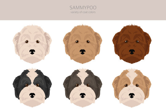 Sammypoo clipart. Samoyed dog Poodle mix. Different coat colors set