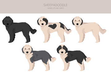 Sheepadoodle clipart. Old English Sheepdog Poodle mix. Different coat colors set