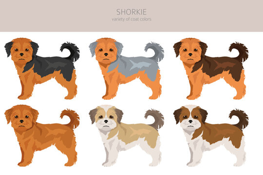 Shorkie clipart. Shih-Tzu  Yorkshire terrier mix. Different coat colors set