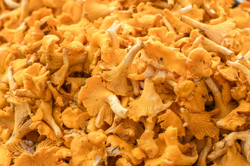 Mushroom Background. Chanterelles mushrooms just picked in the forest
