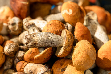 Fototapeta na wymiar Freshly picked boletus mushrooms on a farmer's counter