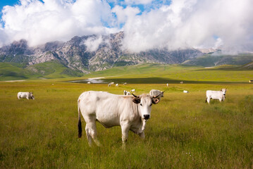 Fototapeta na wymiar White cows on summer pasture in mountains