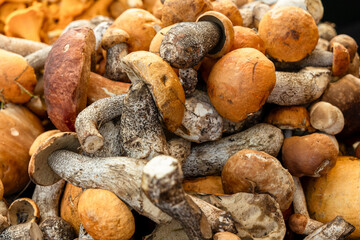 Freshly picked boletus mushrooms on a farmer's counter