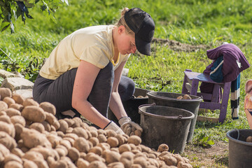 Young girl harvesting and sorting or selecting potatoes for food, animals or for the next sowing in...