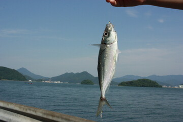 アジ釣り
