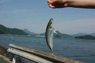 アジ釣り
