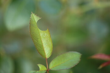 ハキリバチに切り取られた葉