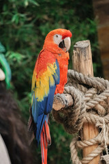 Obraz premium Beautiful macaw with radiant colors: Exotic avian splendor
