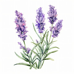 Watercolor Lavender isolated on white background
