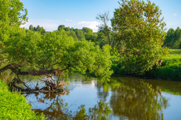 Fototapeta na wymiar river forest landscape